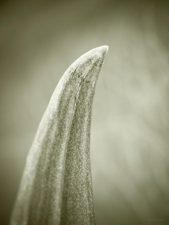 Nature Photograph - Succulent by Wim Lanclus