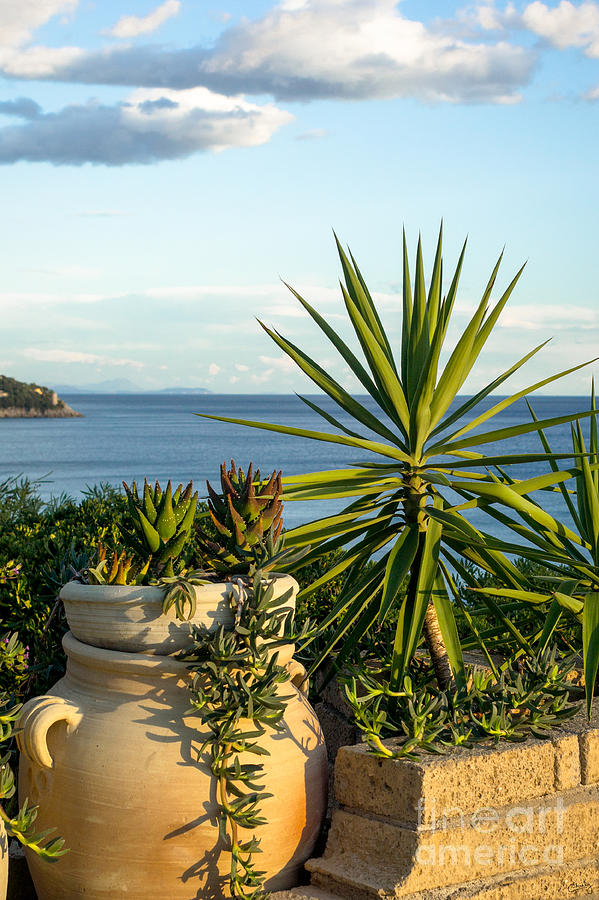 Succulents by the Sea Photograph by Prints of Italy