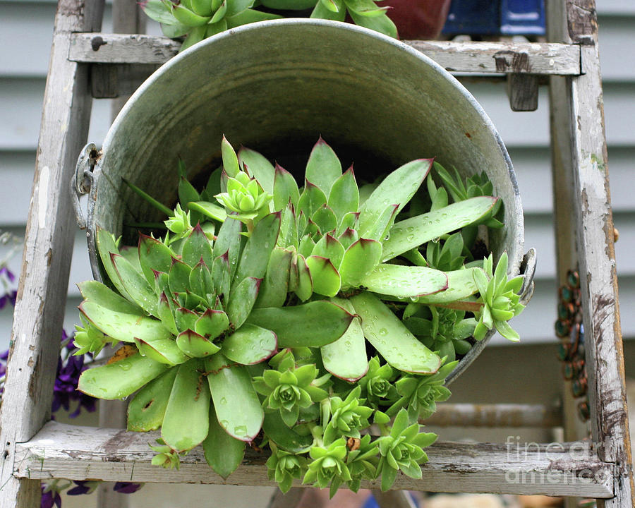 Succulents In A Bucket Photograph by Smilin Eyes Treasures