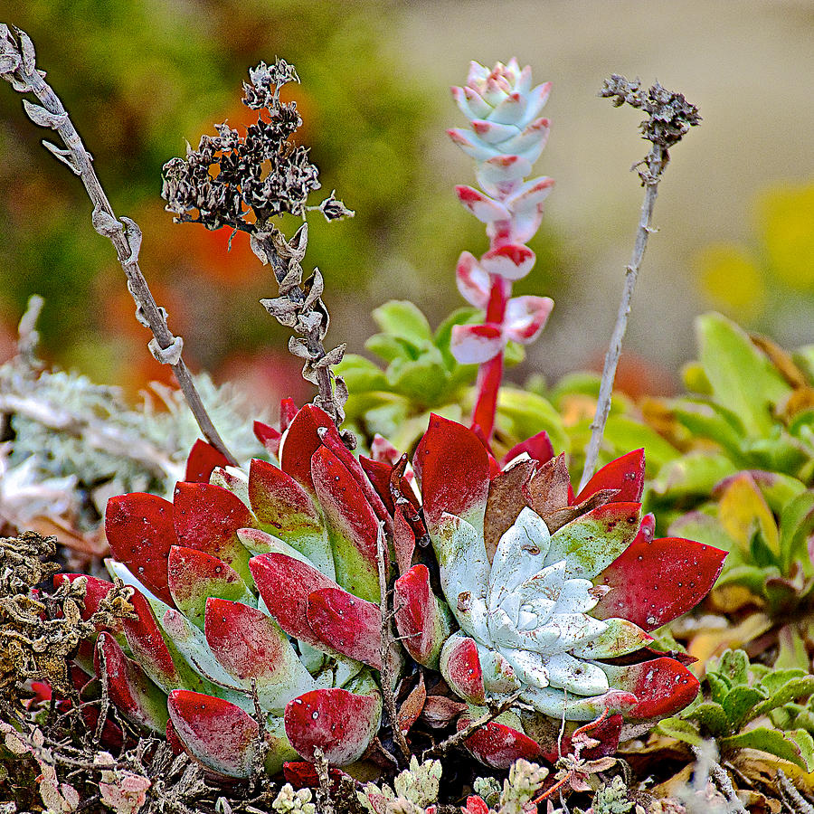 Succulents in Point Lobos State Reserve near Monterey-California  Photograph by Ruth Hager