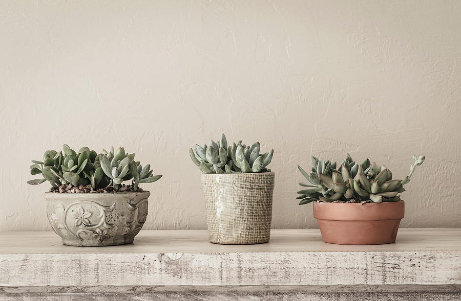 Succulents in Pots Photograph by Kim Hojnacki