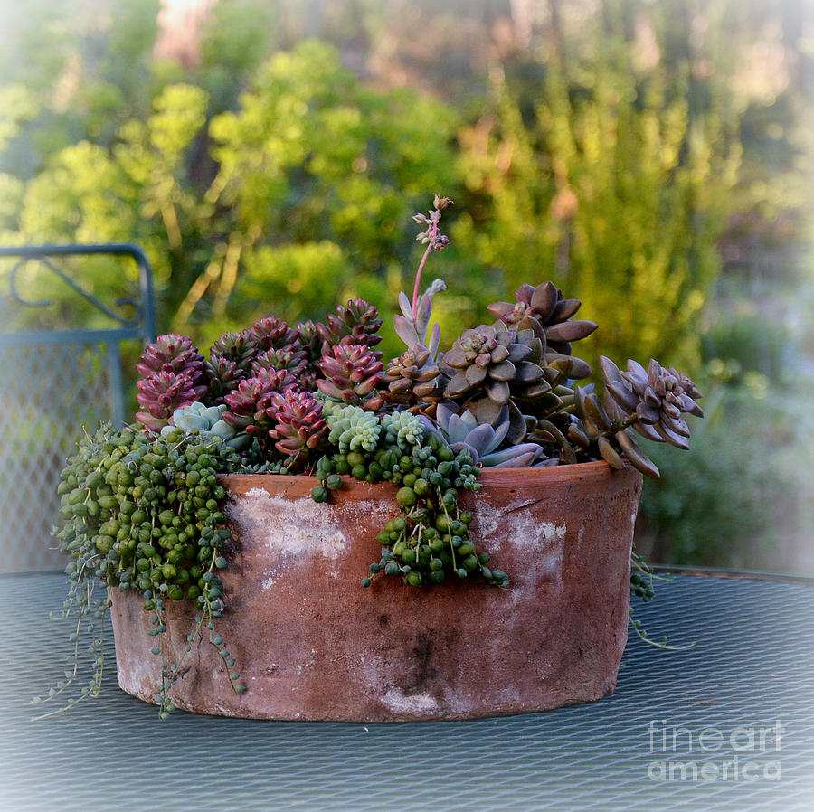 Succulents in Terracotta Planter Photograph by Tatyana Searcy