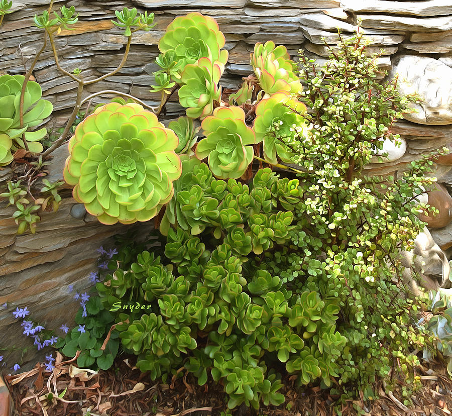 Succulents in the Garden at Cambria Pines Lodge Photograph by Floyd Snyder