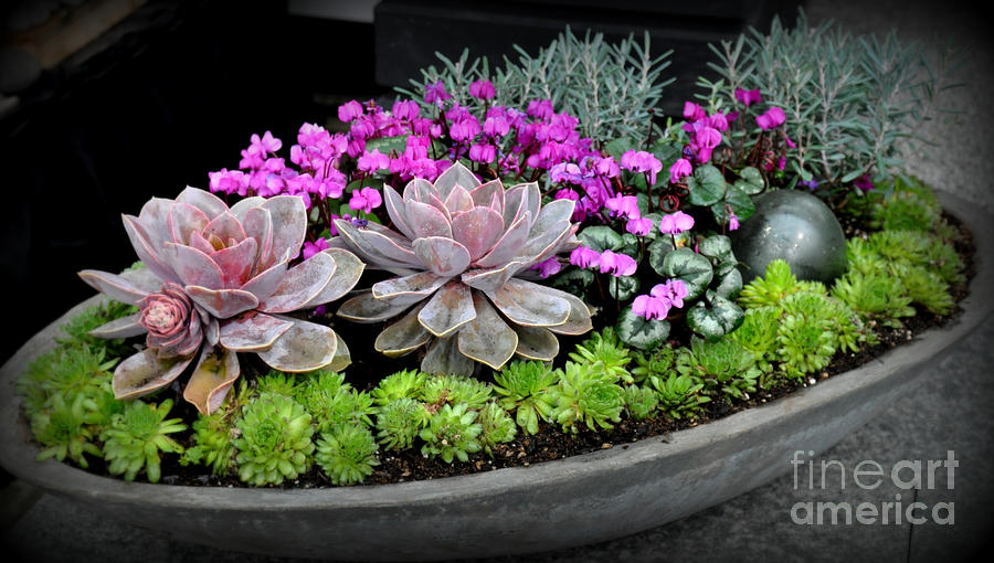 Succulents in the Planter Photograph by Tatyana Searcy