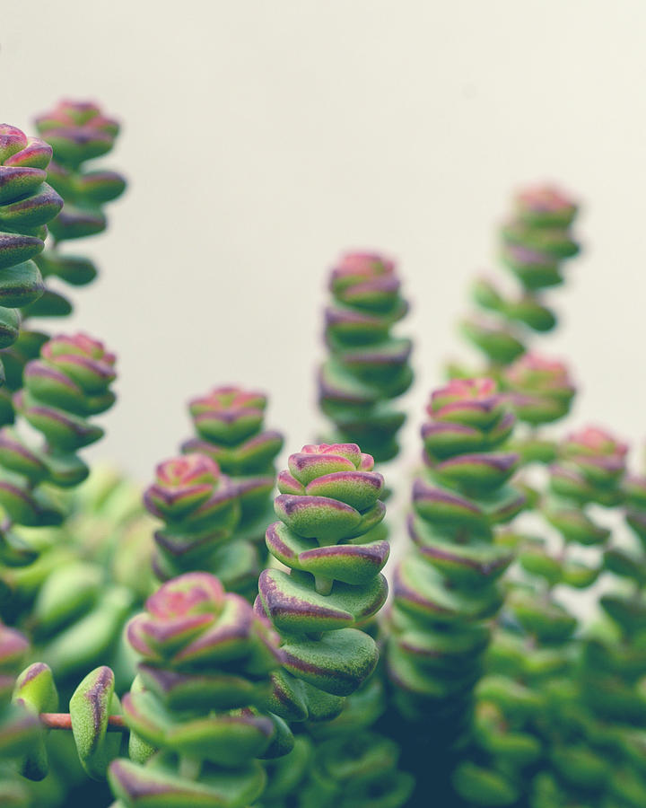 Still Life Photograph - Succulents by Olivia StClaire
