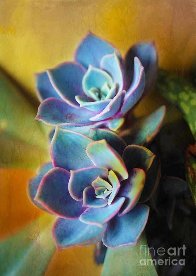 Succulents Photograph by Judi Bagwell