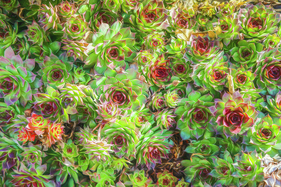 Succulents Photograph by Lorraine Baum