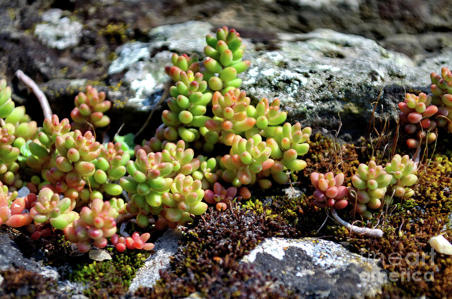 Succulents Photograph by Michelle Meenawong