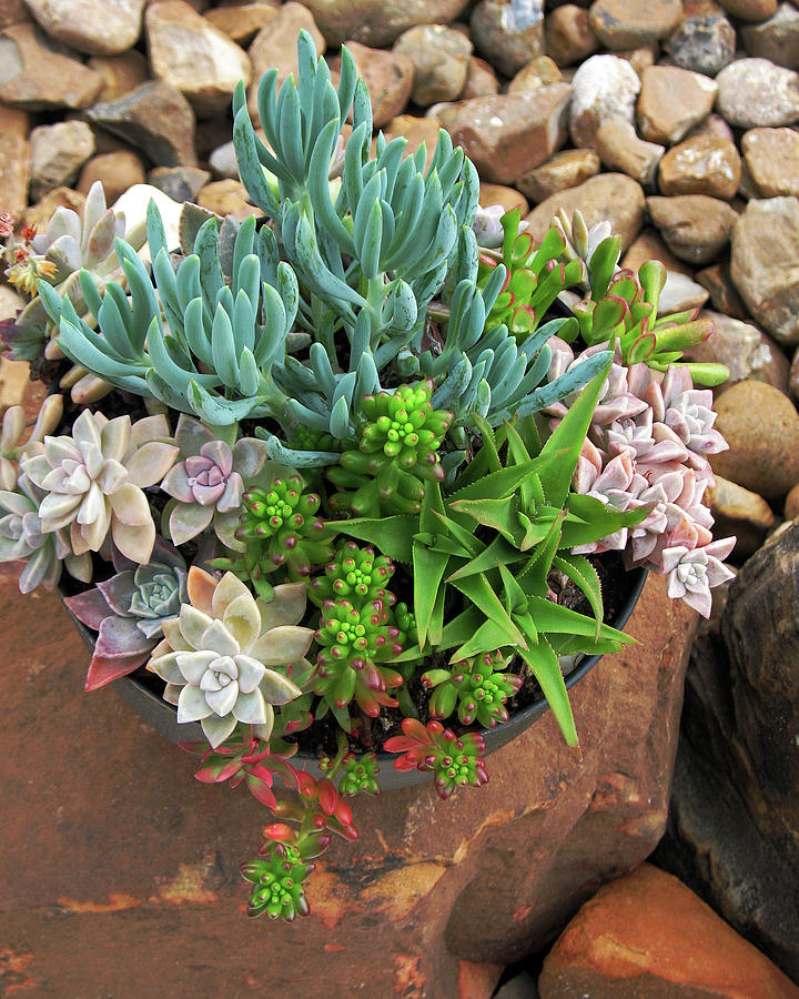 Succulents on Rock Photograph by Connie Fox