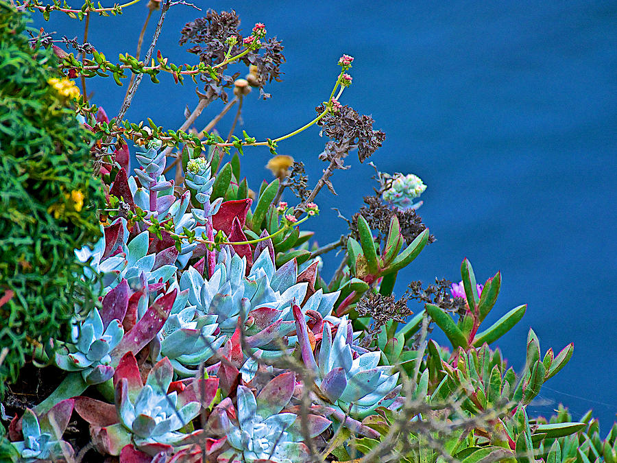 Succulents Over the Pacific Ocean in Point Lobos State Reserve near Monterey-California  Photograph by Ruth Hager