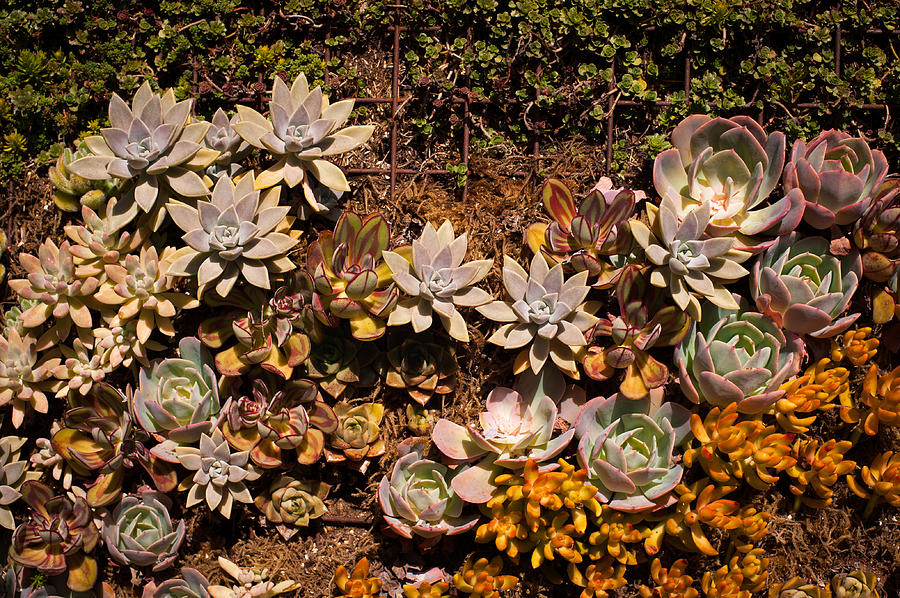 Succulents Vertical Garden Photograph by Catherine Lau