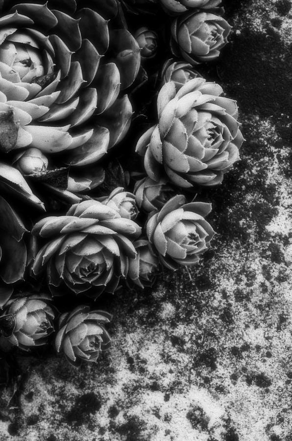 Succulent...two Photograph by Tom Druin