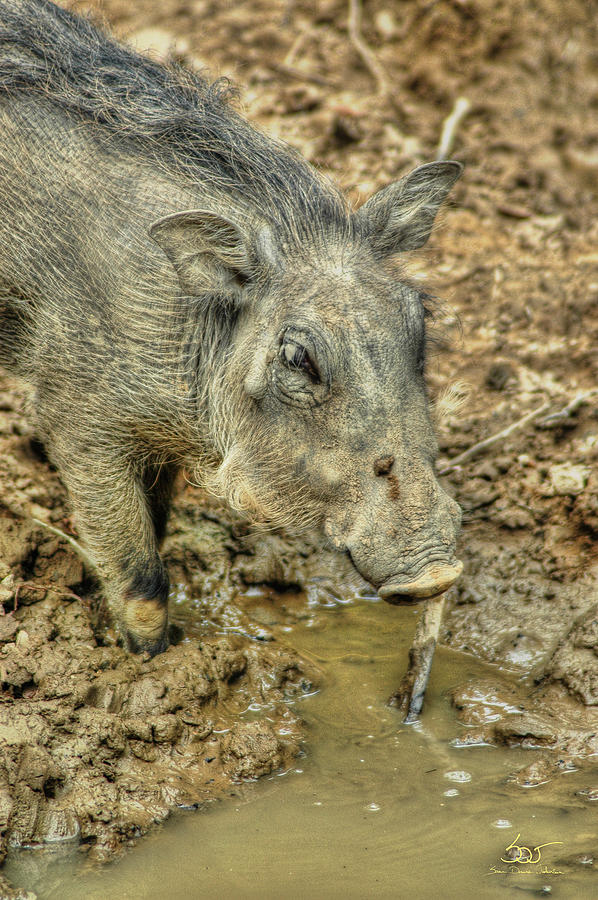 Such a Boar Photograph by Sam Davis Johnson