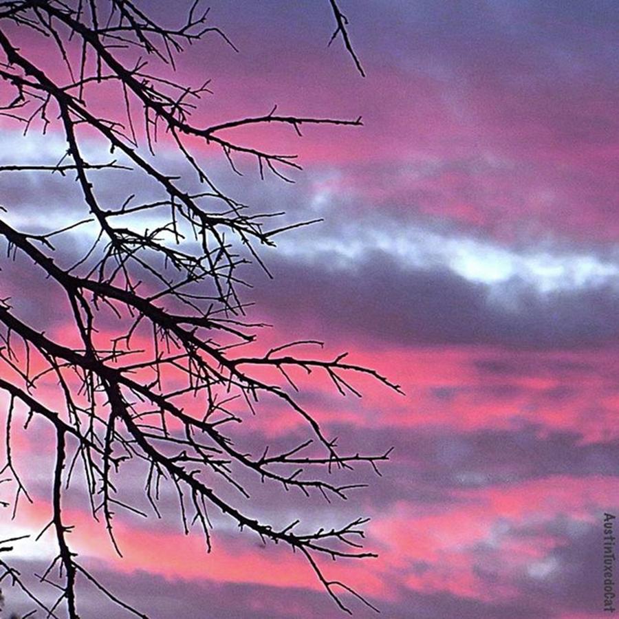 Nature Photograph - Such A #gorgeous #pink #texas by Austin Tuxedo Cat