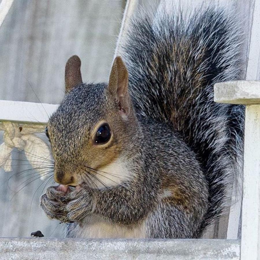 Wildlife Photograph - Sucking My Thumbs  #squirrel #thursday by Raw Image Photo