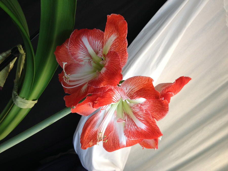 Hibiscus Photograph - Suddenly Spring_2015 by Joseph A Beasley Jr Hibiscus Photograph - Suddenly Spring_2015 by Joseph A Beasley Jr