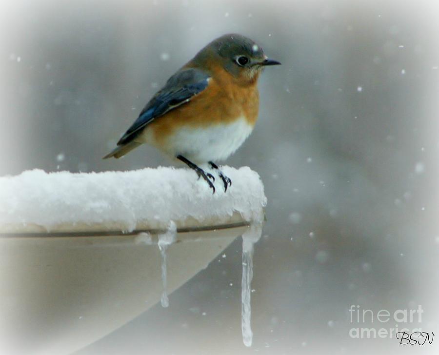 Suddenly Winter Photograph by Barbara S Nickerson