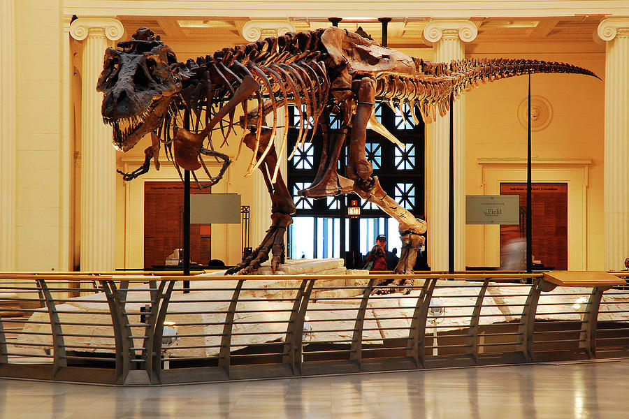 Sue at the Field Museum Photograph by James Kirkikis