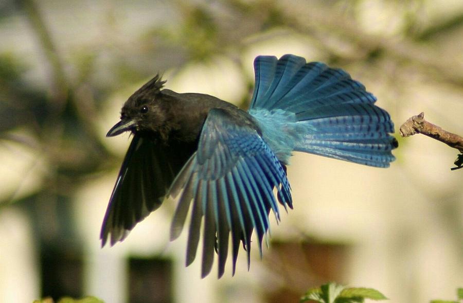 Bird Photograph - Suet-Mouthed Stellers Jay by Teresa A Lang