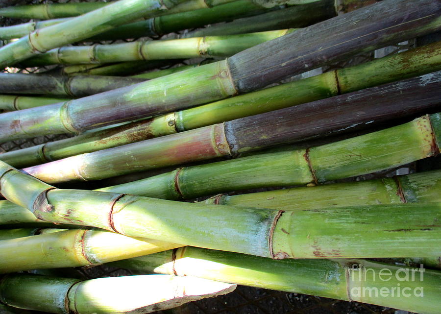 Sugar Cane 2 Photograph by Randall Weidner