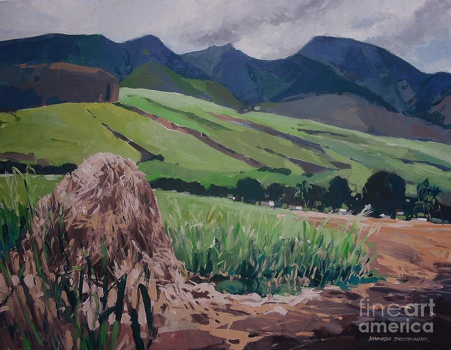 Sugar Cane Fields Painting by Andrew Drozdowicz