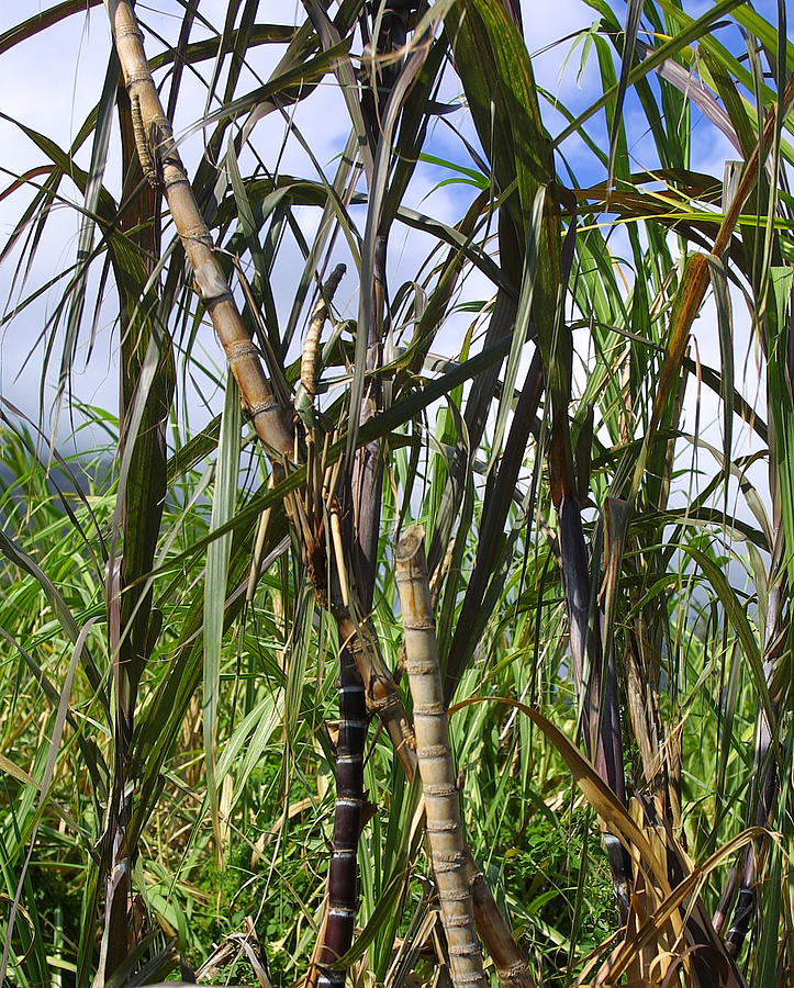 Sugar Cane Photograph by Linda Phelps