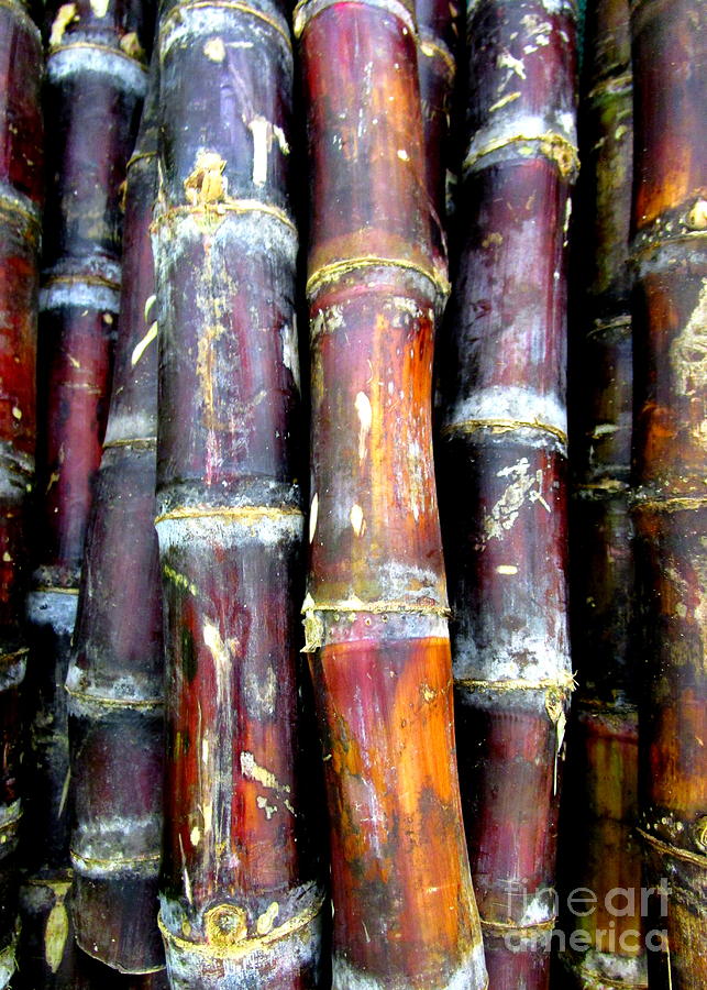 Sugar Cane Photograph by Randall Weidner