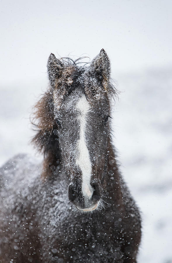 Sugar Coated Filly Photograph by Kent Keller