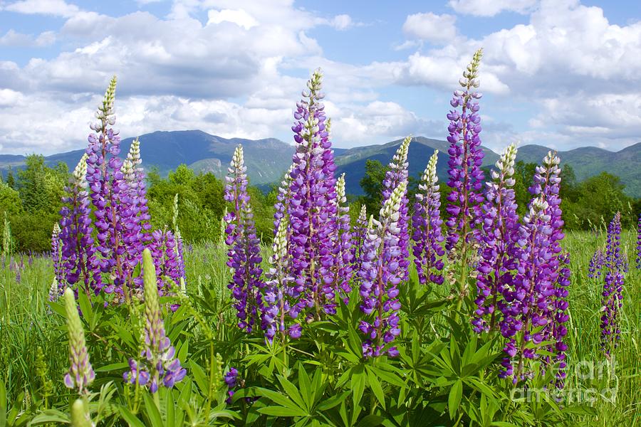 Sugar Hill Lupine Photograph by Alice Mainville