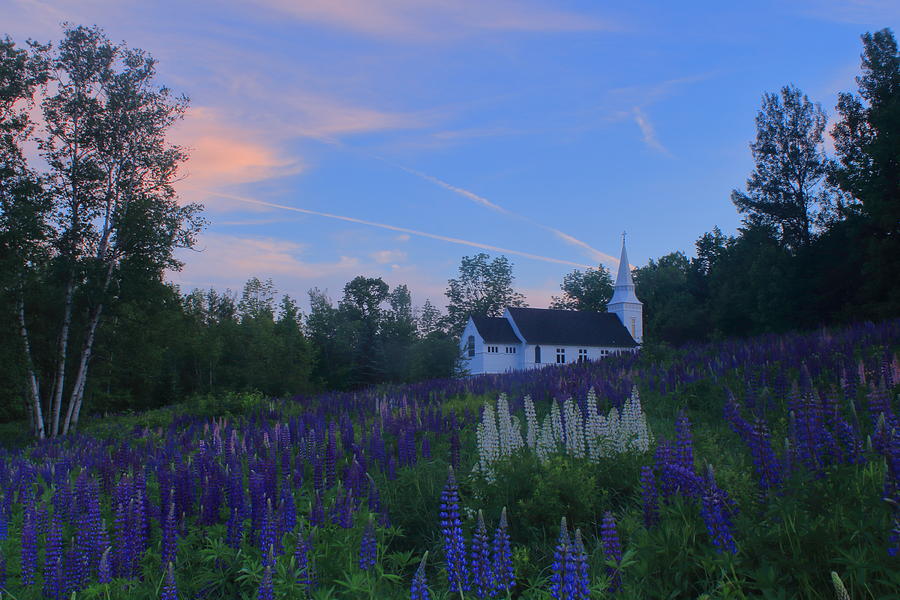 Sugar Hill Lupines And Church At Sunset Photograph