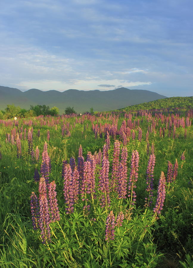 Sugar Hill Lupines in Evening Light Photograph by John Burk