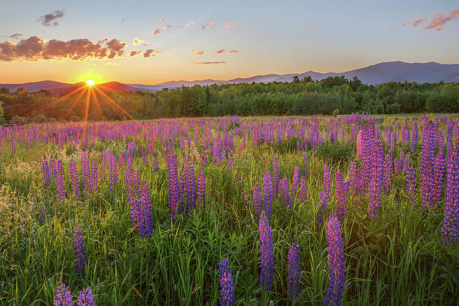 Sugar Hill New Hampshire Lupine Photograph by Bill Wakeley