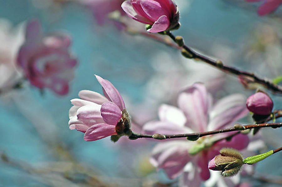 Sugar Magnolia Photograph by Tori Yule - Fine Art America