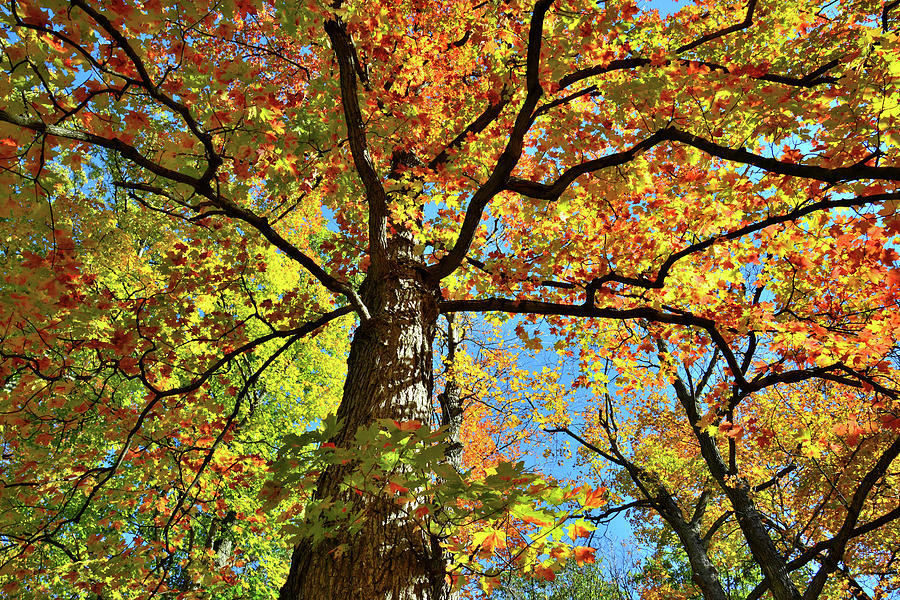 Sugar Maple Canopy in Cook County Photograph by Ray Mathis