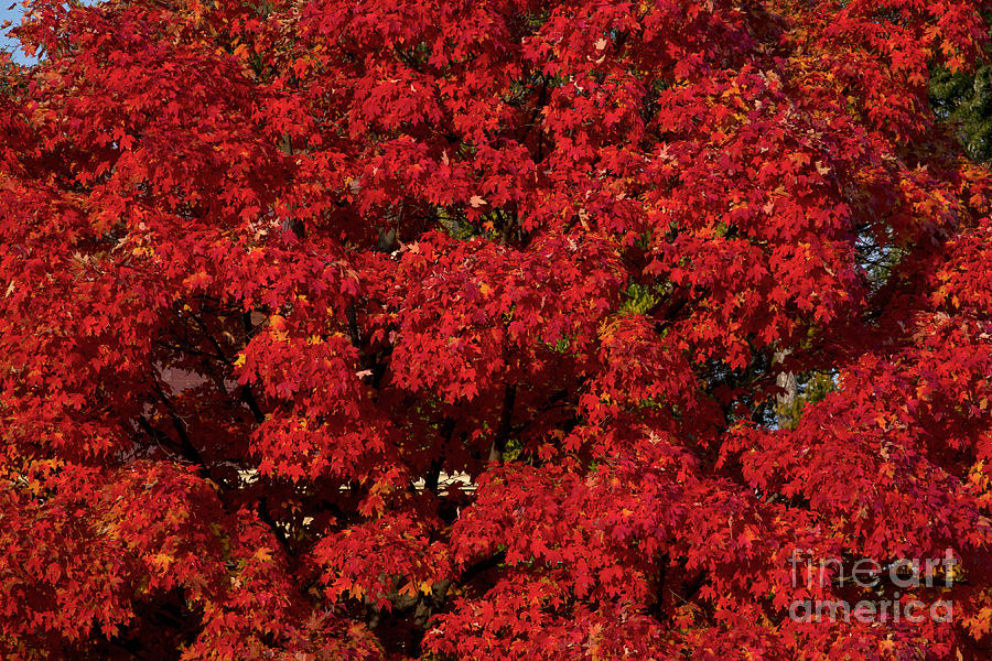 Sugar Maple In Autumn Photograph by Kenneth M. Highfill