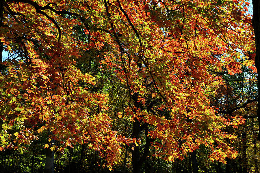 Sugar Maple in Full Fall Color in Cook County Photograph by Ray Mathis