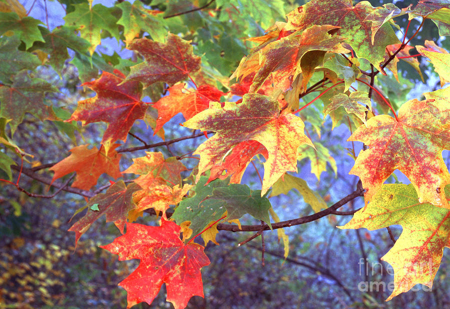 Sugar Maple Leaves Fall Color Photograph by Thomas R Fletcher