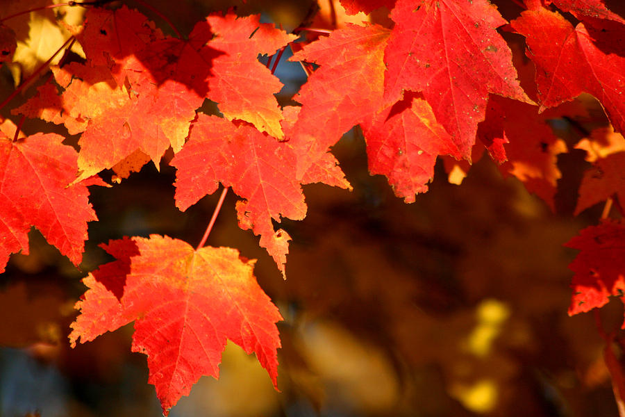 Sugar Maple Leaves in Fall Photograph by Brook Burling
