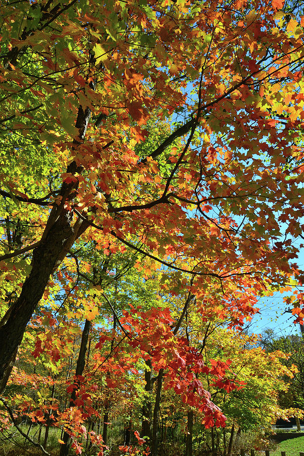 Sugar Maple Shower of Color Photograph by Ray Mathis