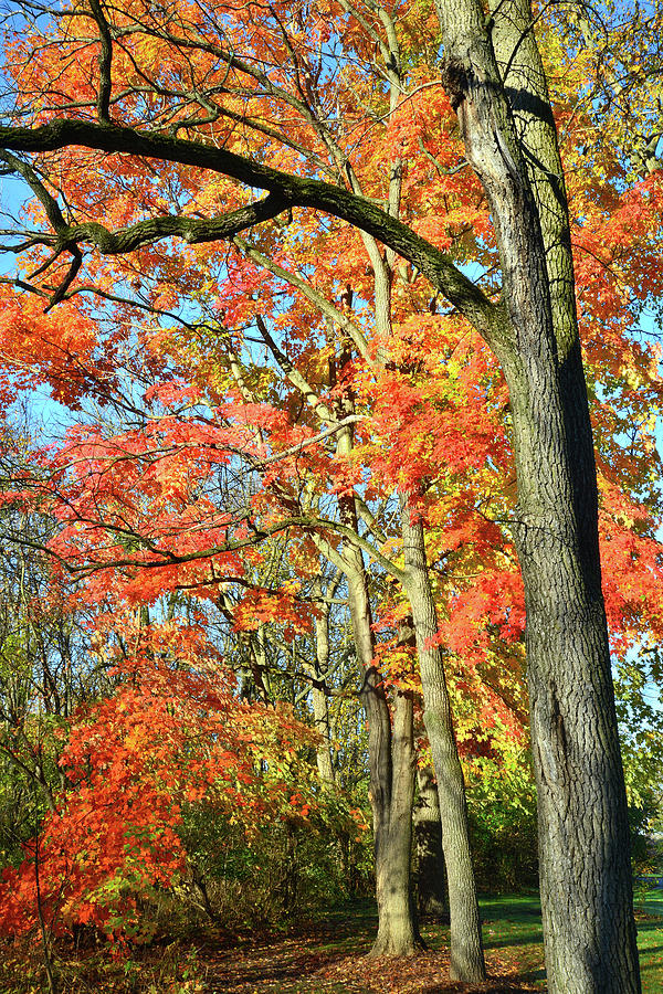 Illinois Photograph - Sugar Maple Stand by Ray Mathis