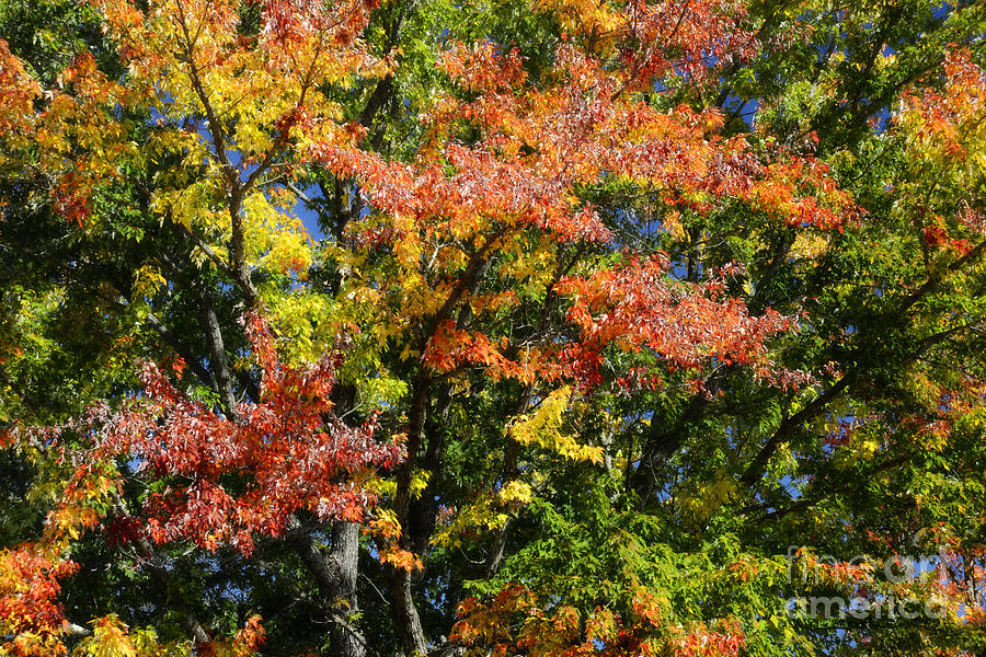 Fall Photograph - Sugar Maple Tree by Alana Ranney
