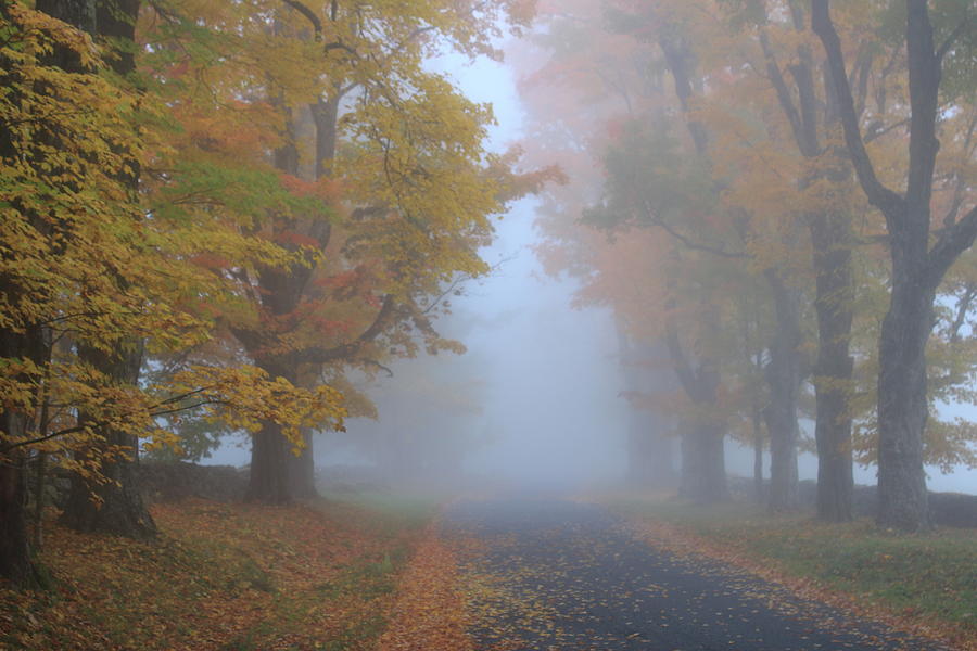 Sugar Maples on a Misty Country Road Photograph by John Burk