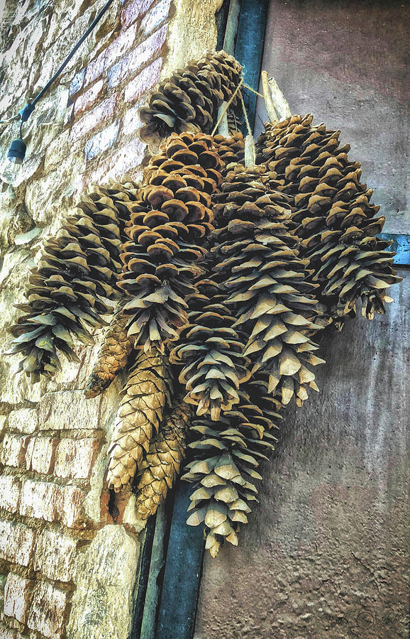 Sugar Pine Cones Photograph by Steph Gabler