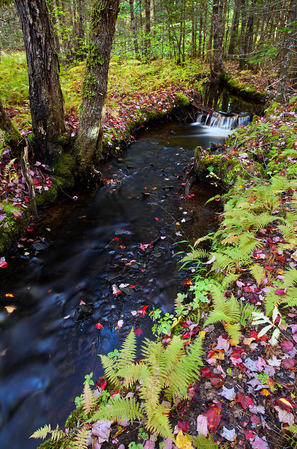 Sugar Woods Brook In Autumn Photograph by Irwin Barrett