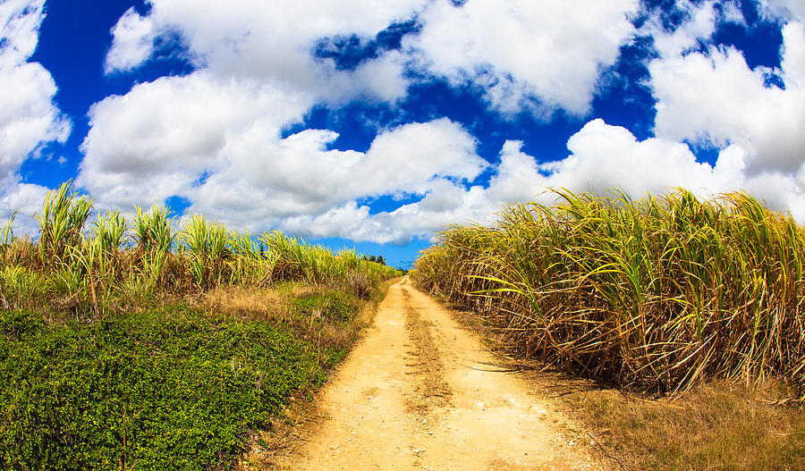 Sugarcane Fields Photograph by Raul Rodriguez