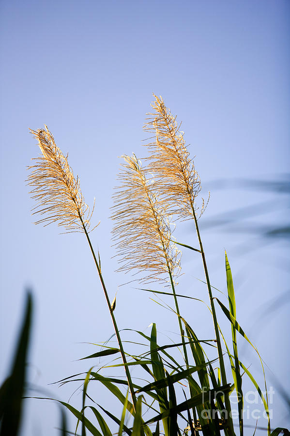 sugarcane Ko Photograph by Ron Dahlquist - Printscapes