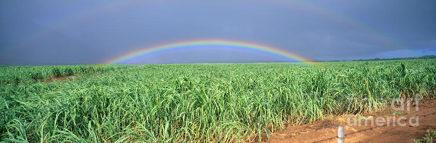 Sugarcane Rainbow Photograph by Bill Schildge