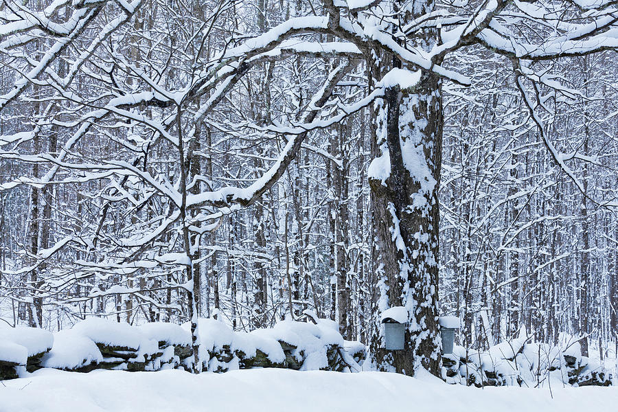 Sugaring Season Snowfall Photograph by Alan L Graham