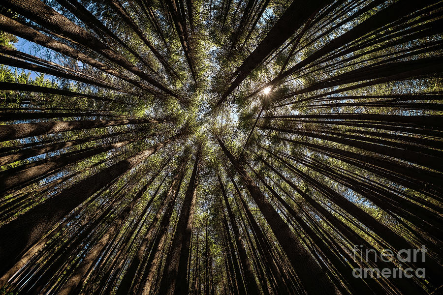 Sugarpine Fisheye Photograph by Paul Woodford