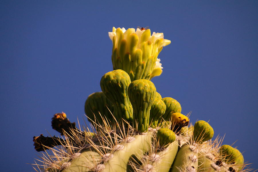 Suguaro in Bloom Photograph by Jeff Swan - Fine Art America